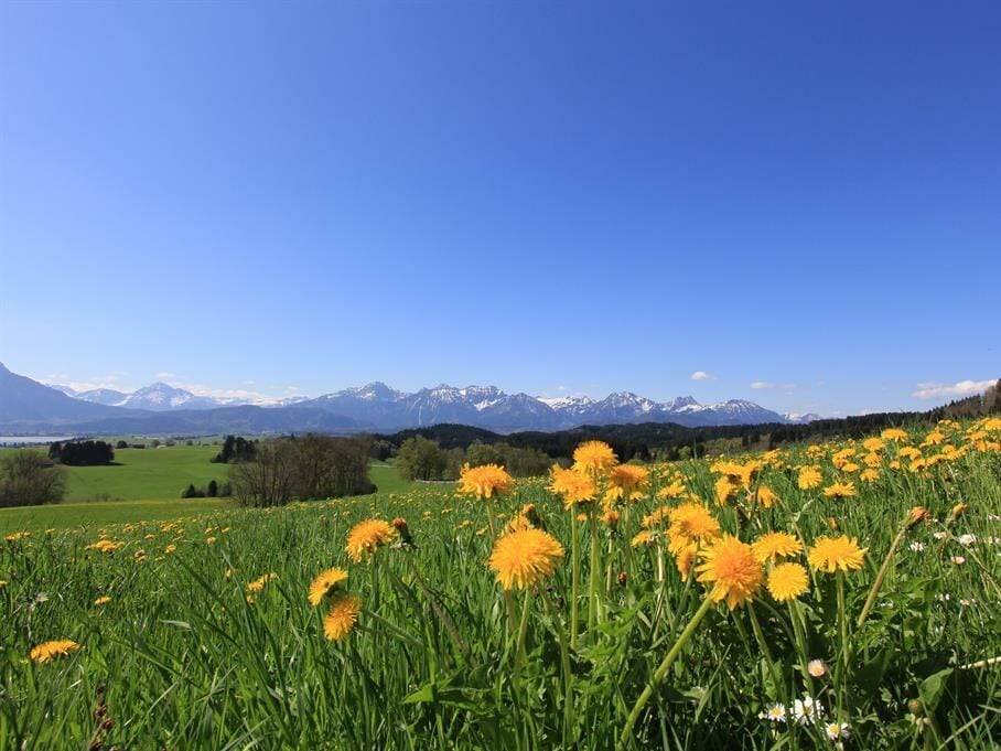 Photo of Others in Rieden am Forggensee