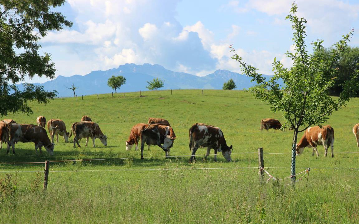 Photo of Others in Eggstatt