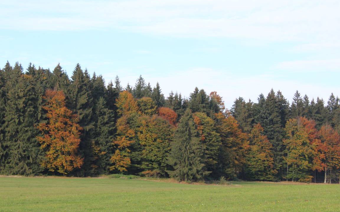 Photo of Others in Mauth