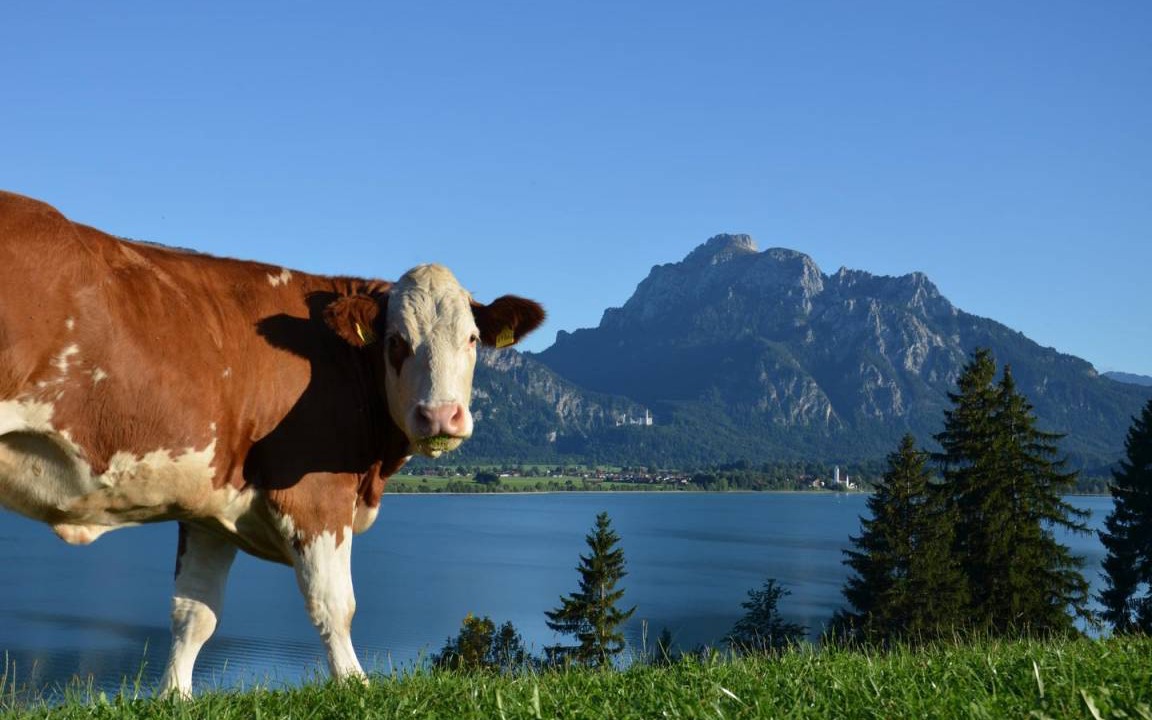 Photo of Others in Rieden am Forggensee