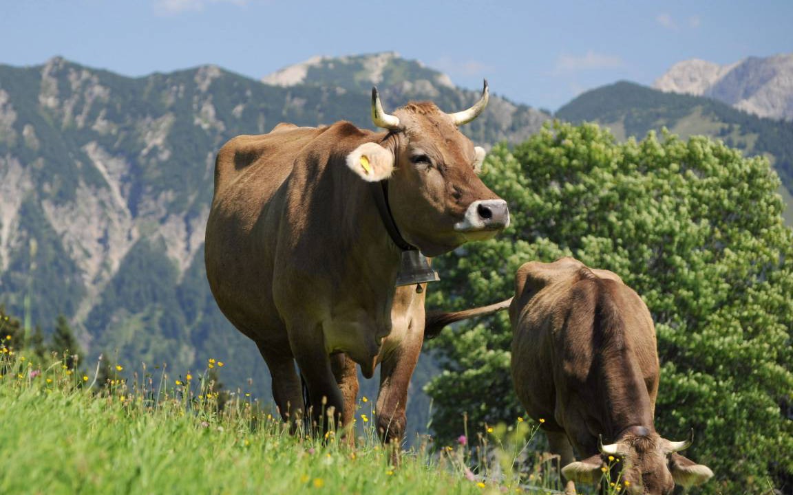 Photo of Others in Oberjoch