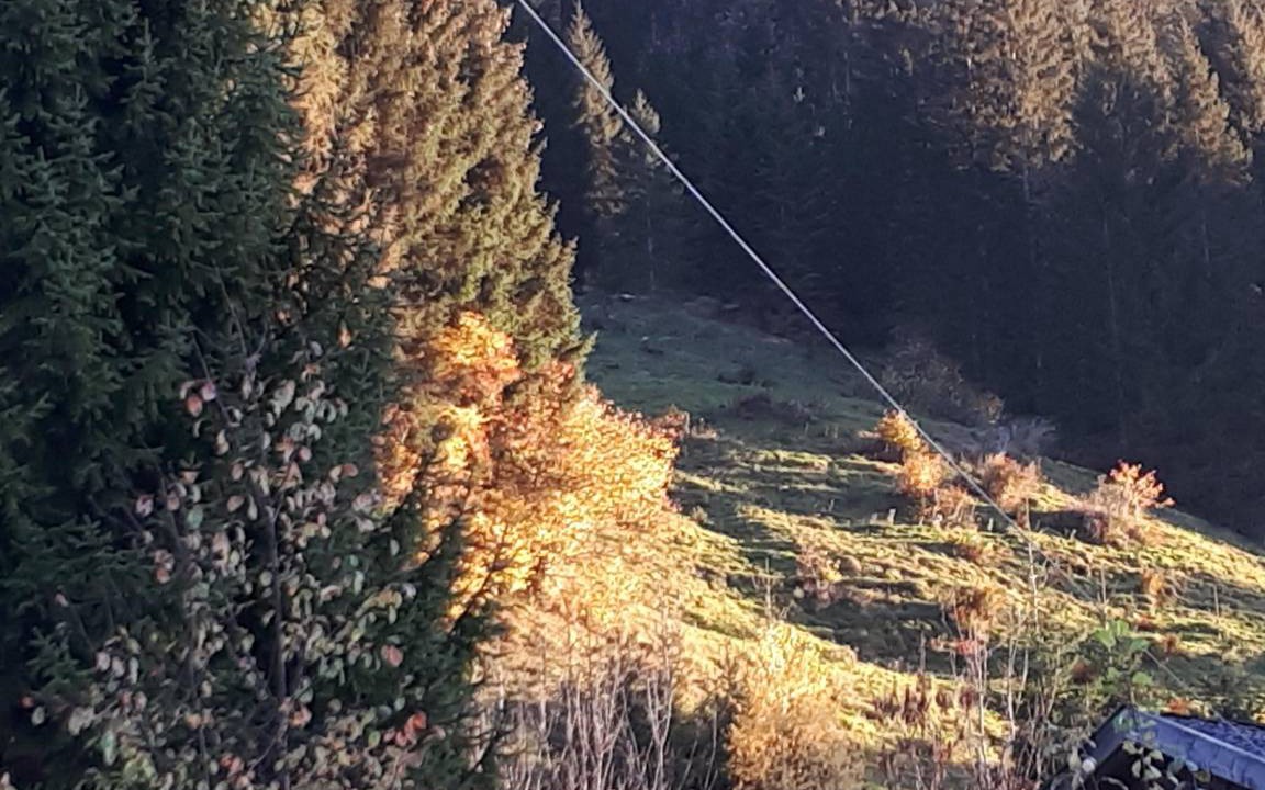 Photo of Others in Haeselgehr