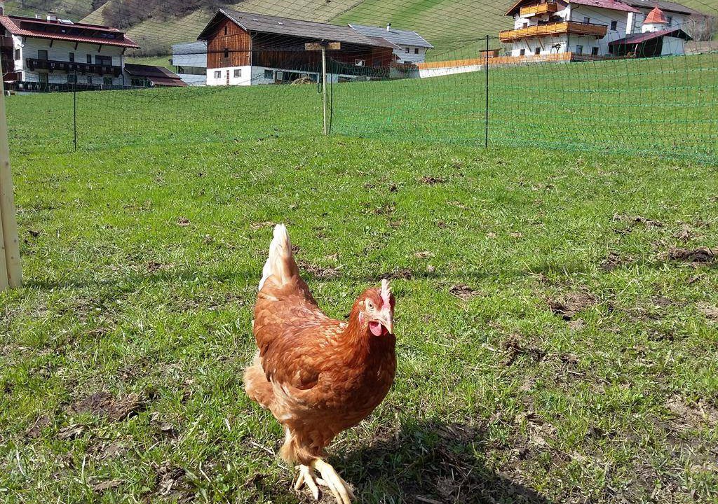 Photo of Others in Gries im Sellrain