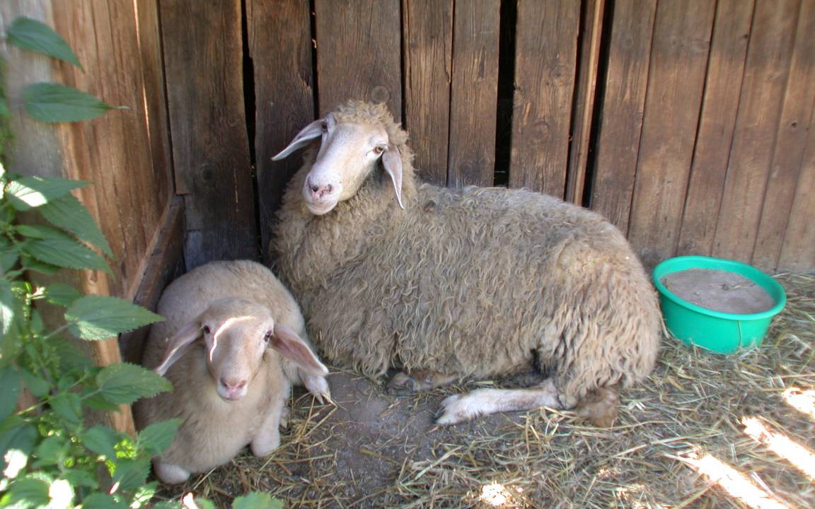 Photo of Others in Samerberg