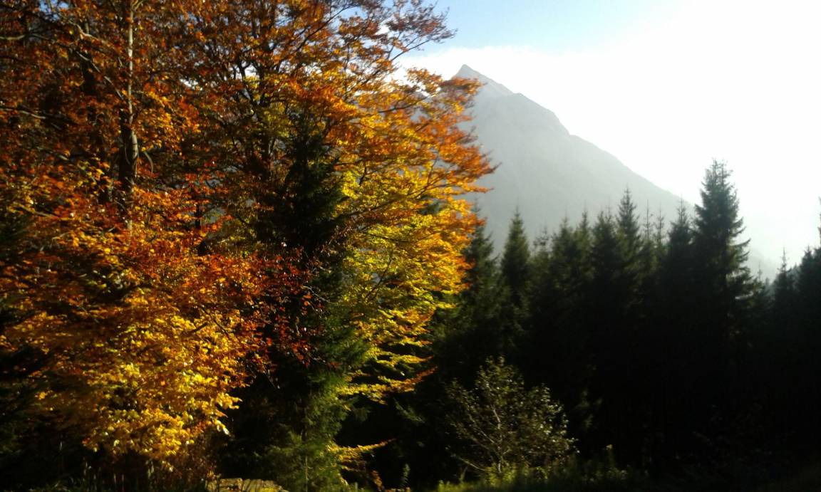 Photo of Others in Hinterstein
