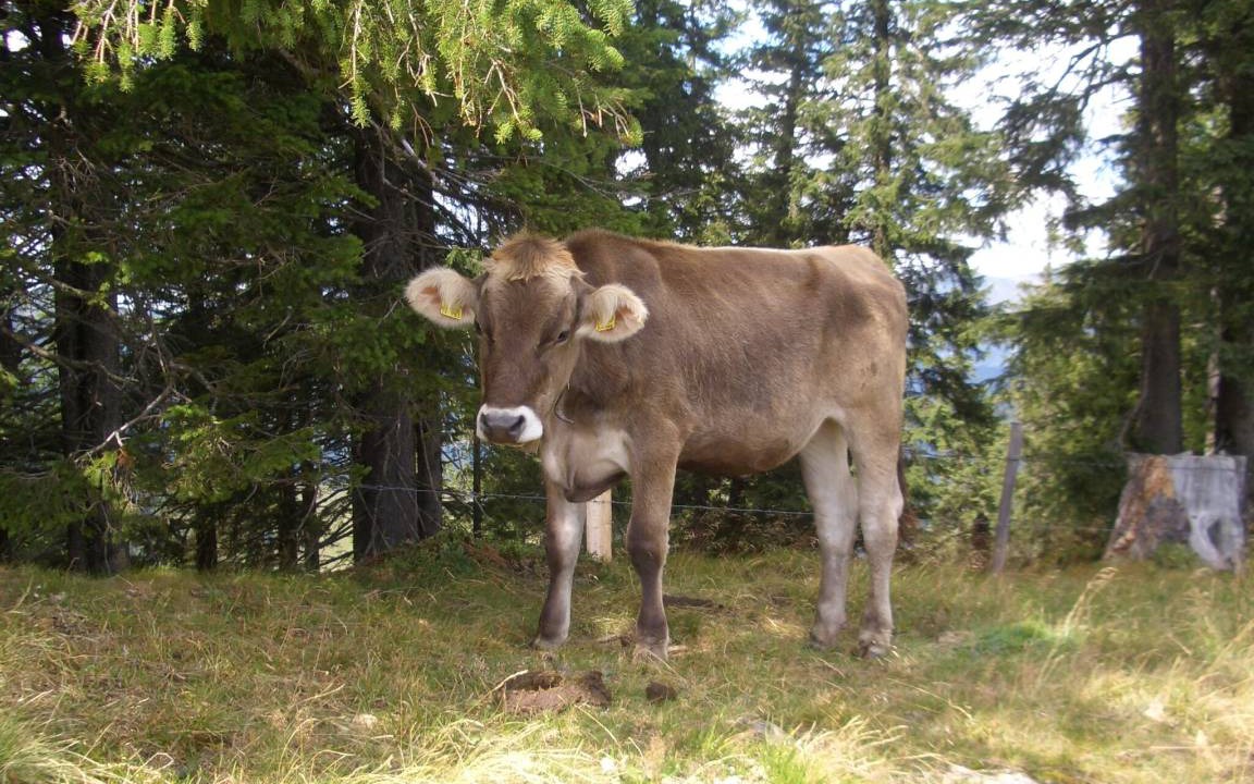 Photo of Others in Oberstdorf