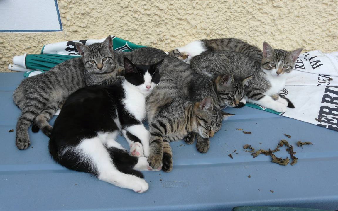 Photo of Others in Kirchanschoring