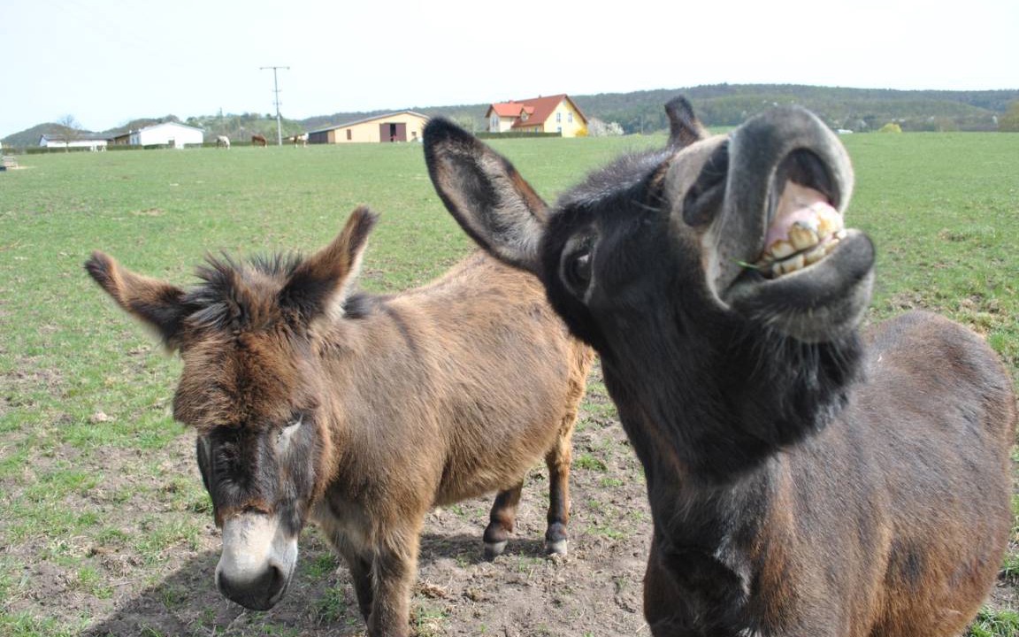 Photo of Others in Hofheim in Unterfranken