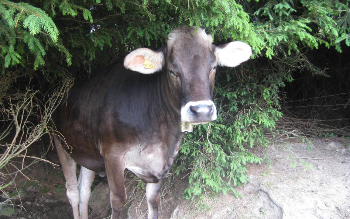 Photo of Others in Thalkirchdorf