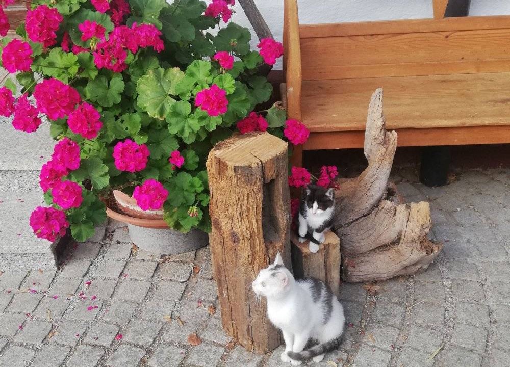 Photo of Others in Wittelshofen