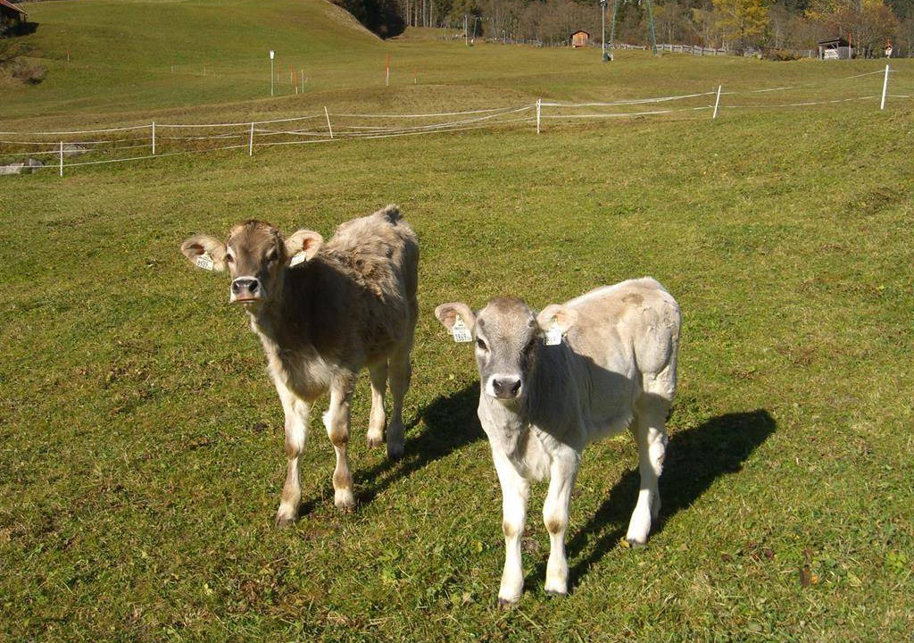 Photo of Others in Gries im Sellrain
