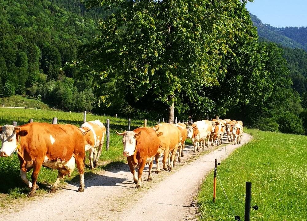 Photo of Others in Schleching