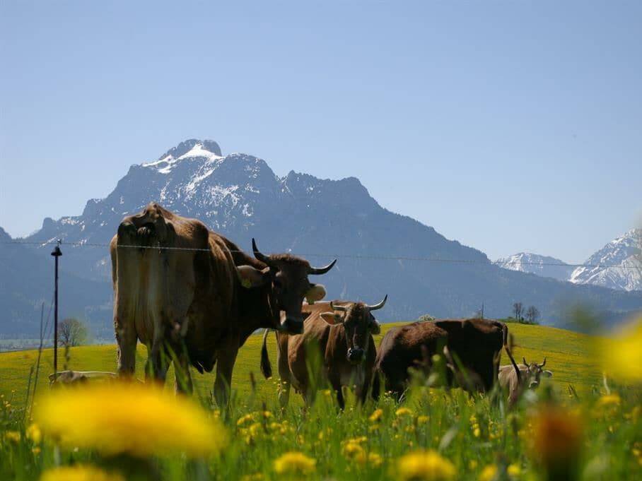 Photo of Others in Rieden am Forggensee