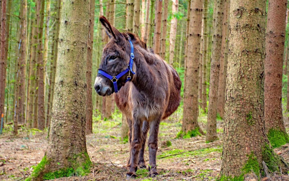 Photo of Others in Weihenzell