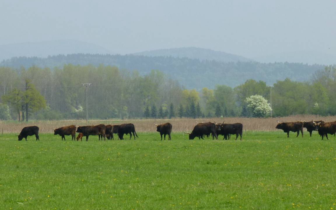 Photo of Others in Lalling
