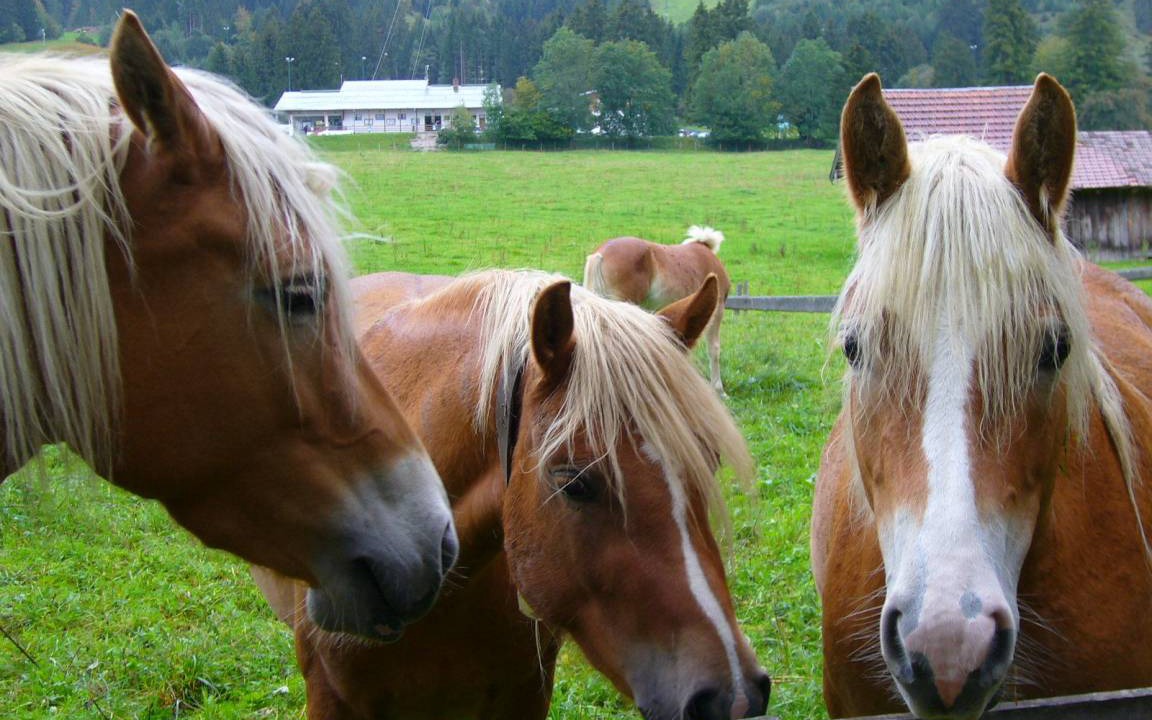 Photo of Others in Nesselwang