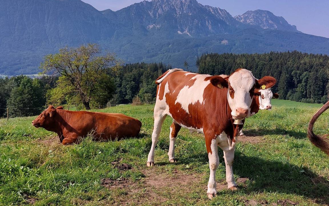 Photo of Others in Kleinhogl