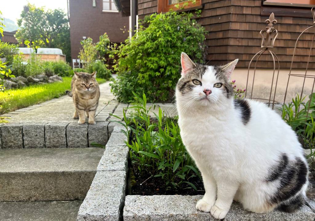 Photo of Others in Thalkirchdorf