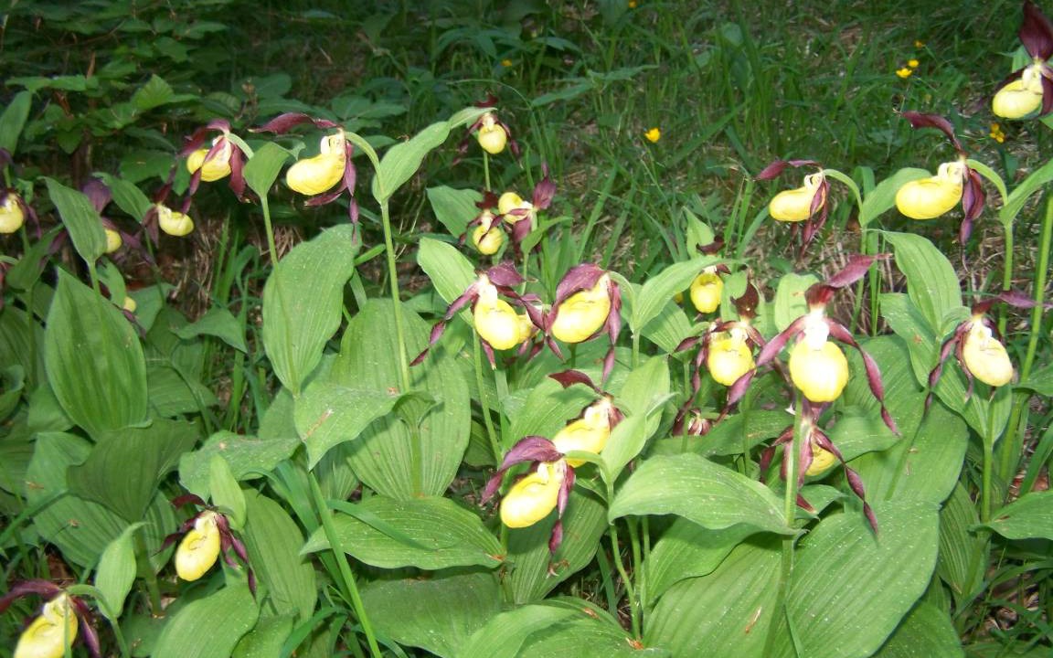 Photo of Outdoor in Hirschbach