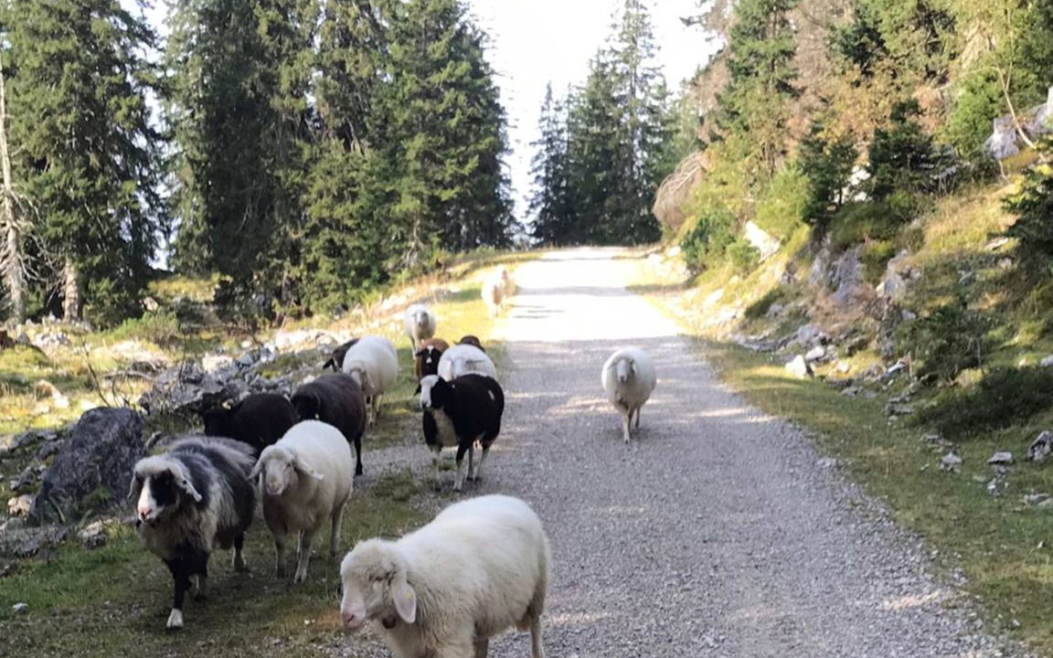 Photo of Others in Bichl