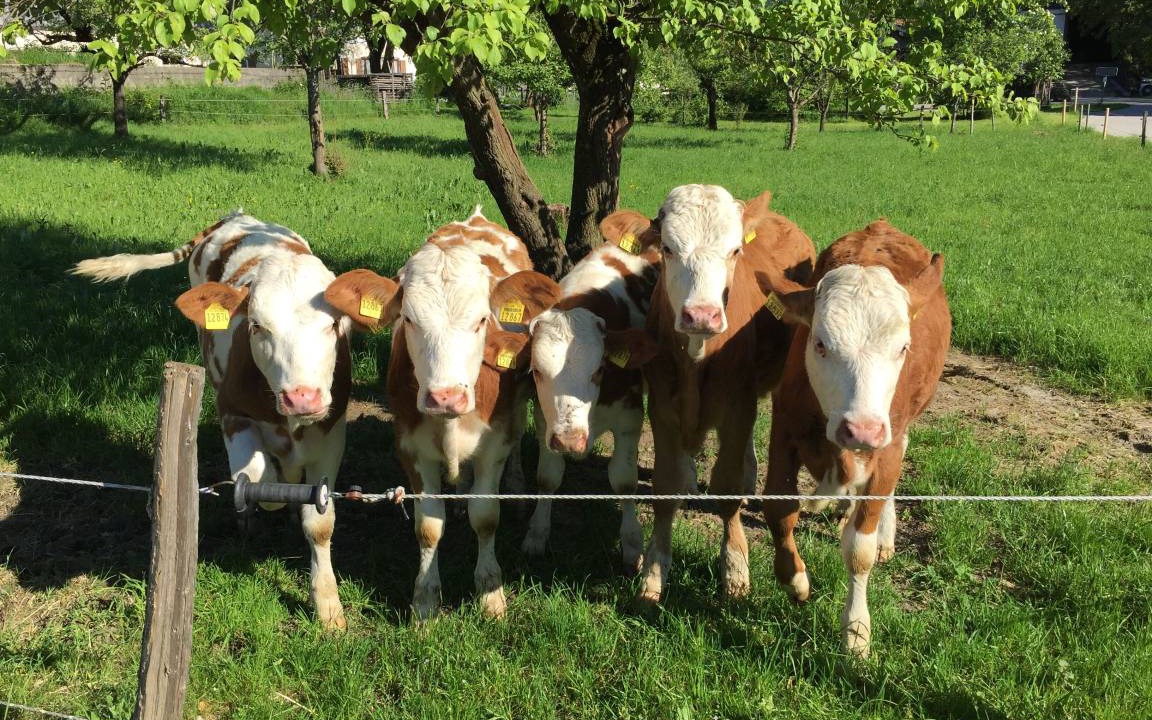 Photo of Others in Aschau im Chiemgau