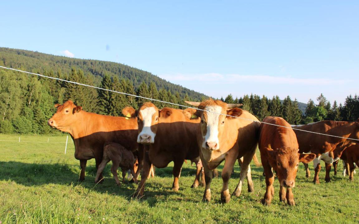 Photo of Others in Maibrunn