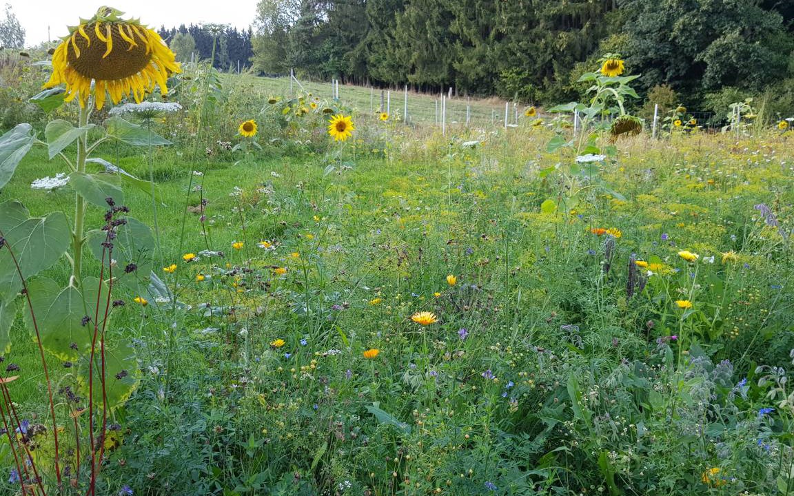 Photo of Outdoor in Ottenzell