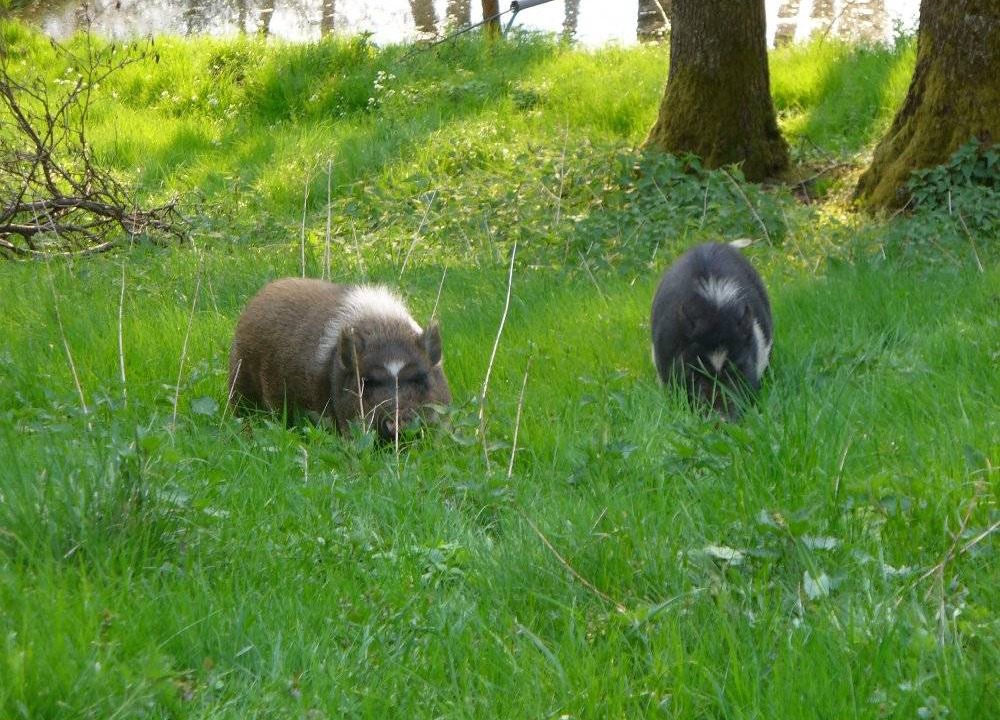 Photo of Outdoor in Marktrodach