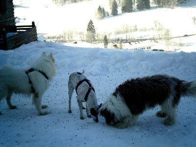 Photo of Others in Tiefenbach