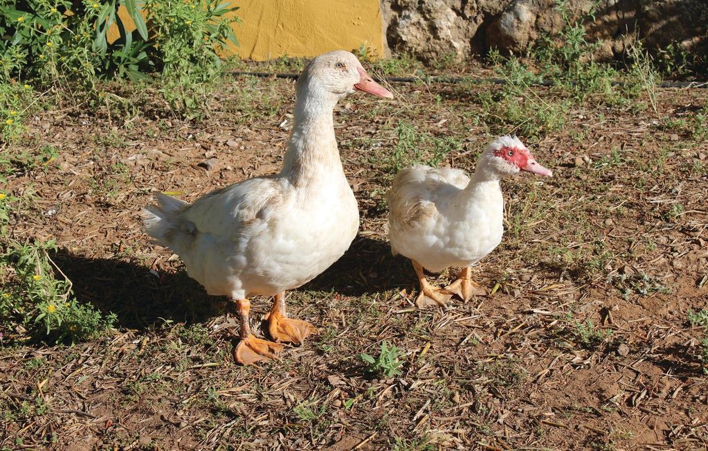 Photo of Others in Hornachuelos