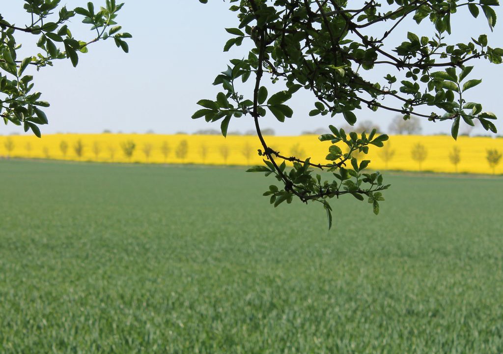 Photo of Others in Steffenshagen