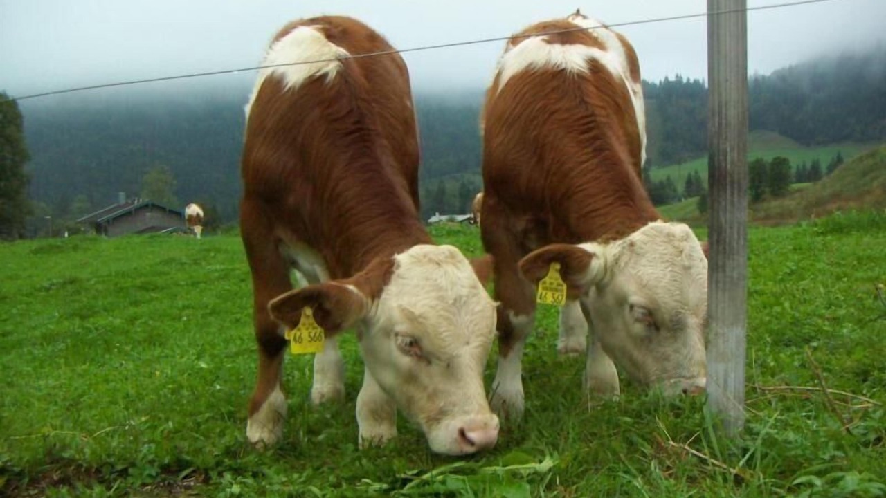 Photo of Others in Schneizlreuth