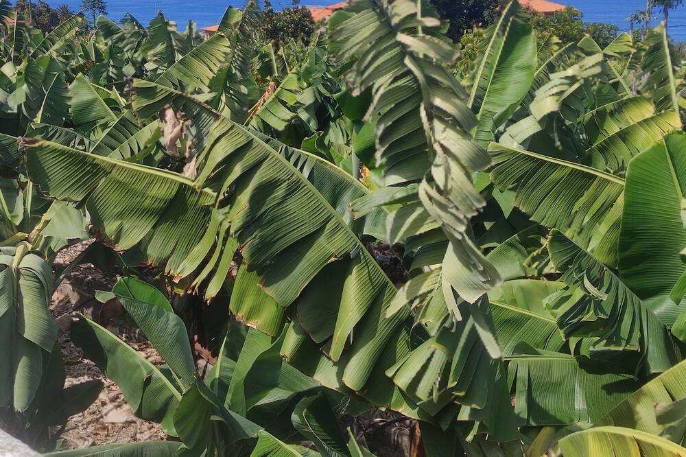 Photo of Others in Puerto de la Cruz