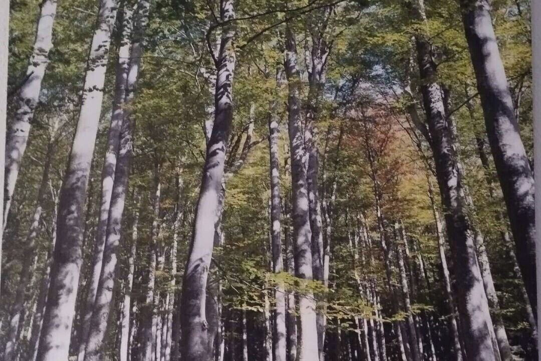 Photo of Others in Fuchstal