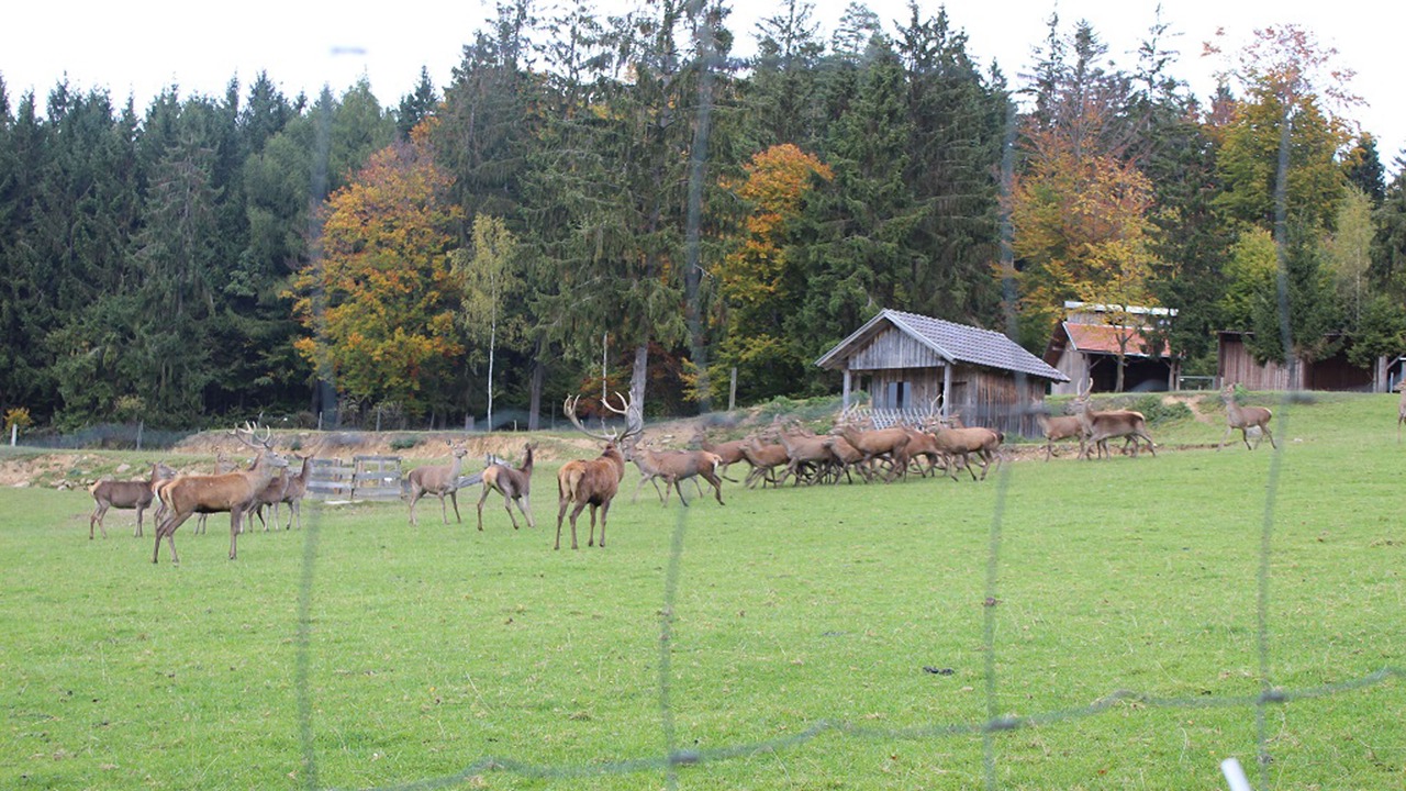 Photo of Others in Waffenbrunn
