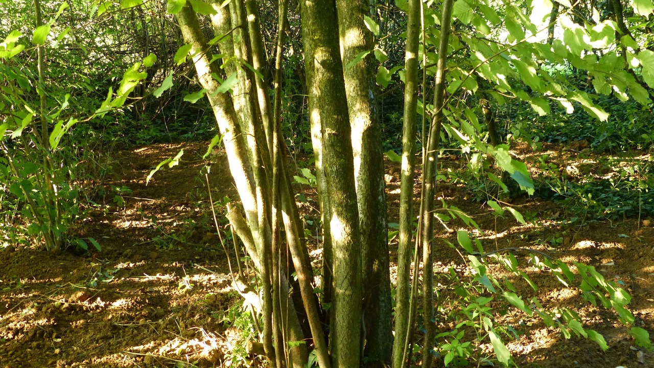 Photo of Outdoor in Randersacker