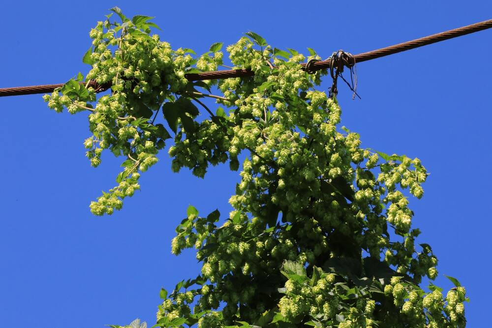 Photo of Outdoor in Osterwaal