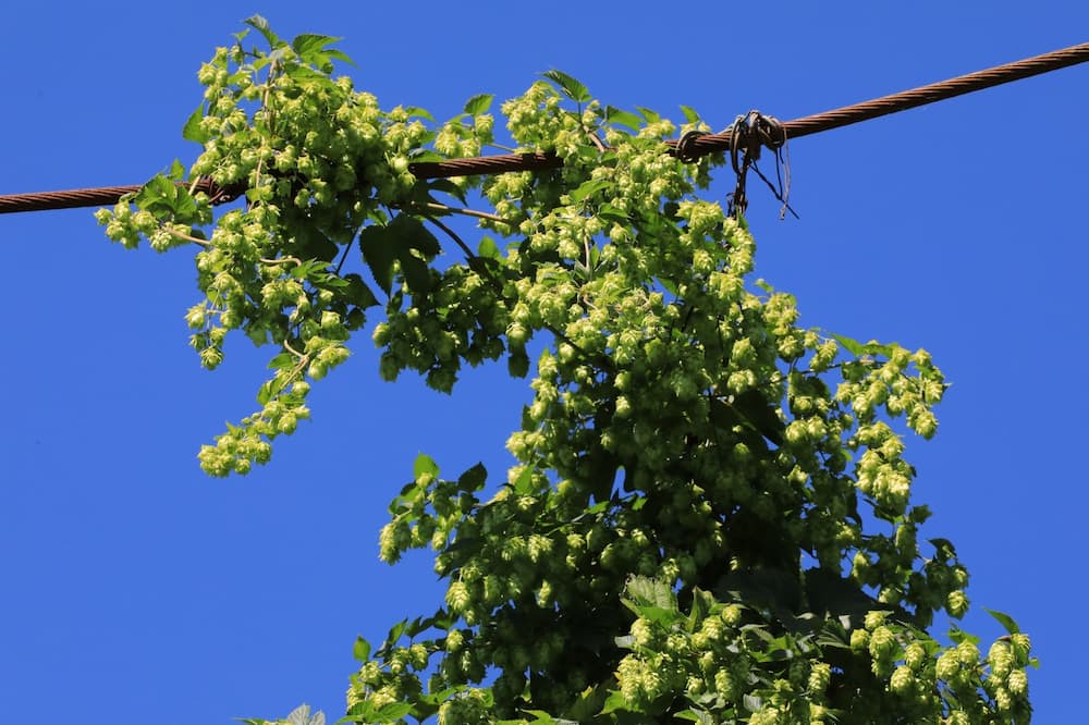 Photo of Outdoor in Osterwaal