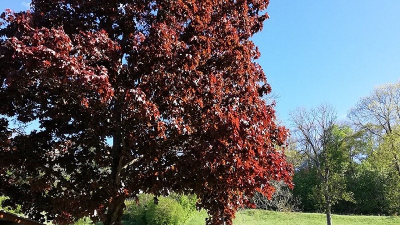 Photo of Outdoor in Schillingsfuerst