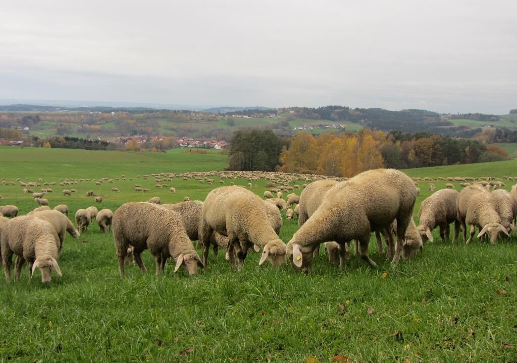 Photo of Outdoor in Schwarzach