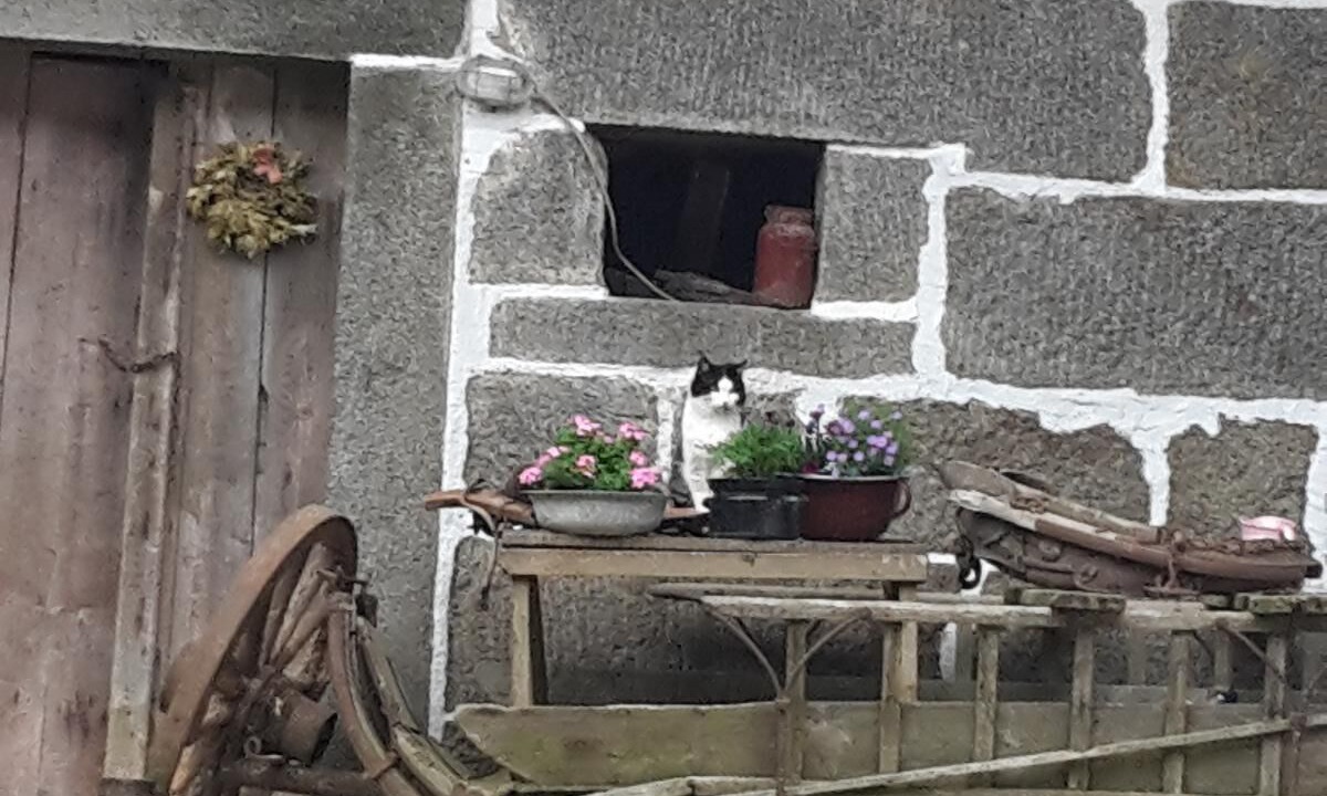 Photo of Others in Freyung
