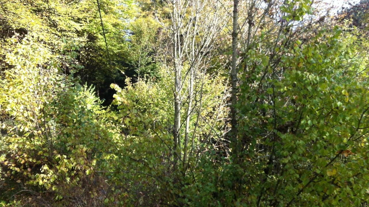 Photo of Others in Wilhelmsthal