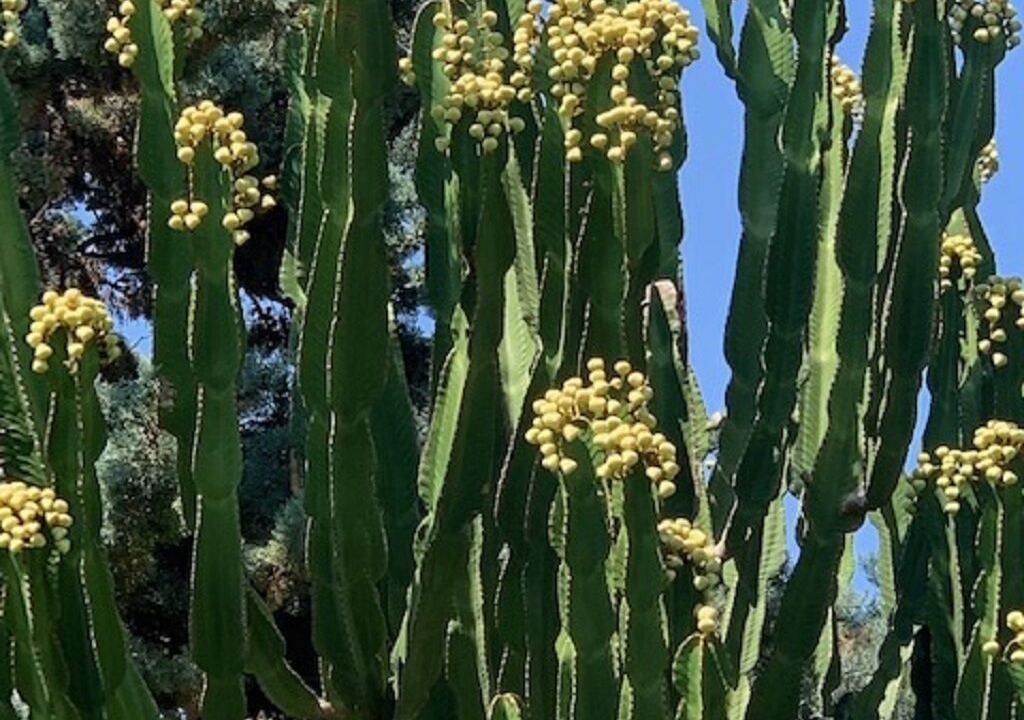 Photo of Outdoor in Puerto Rey