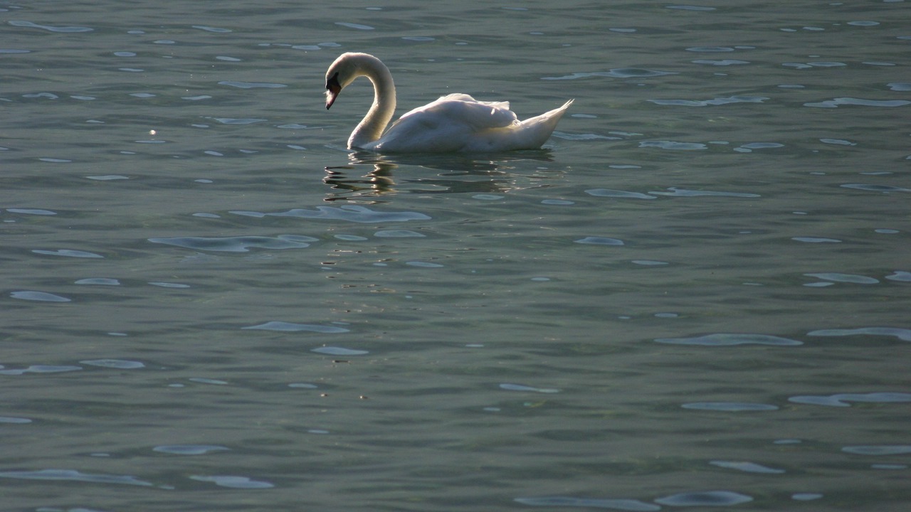 Photo of Others in Hohenschwangau