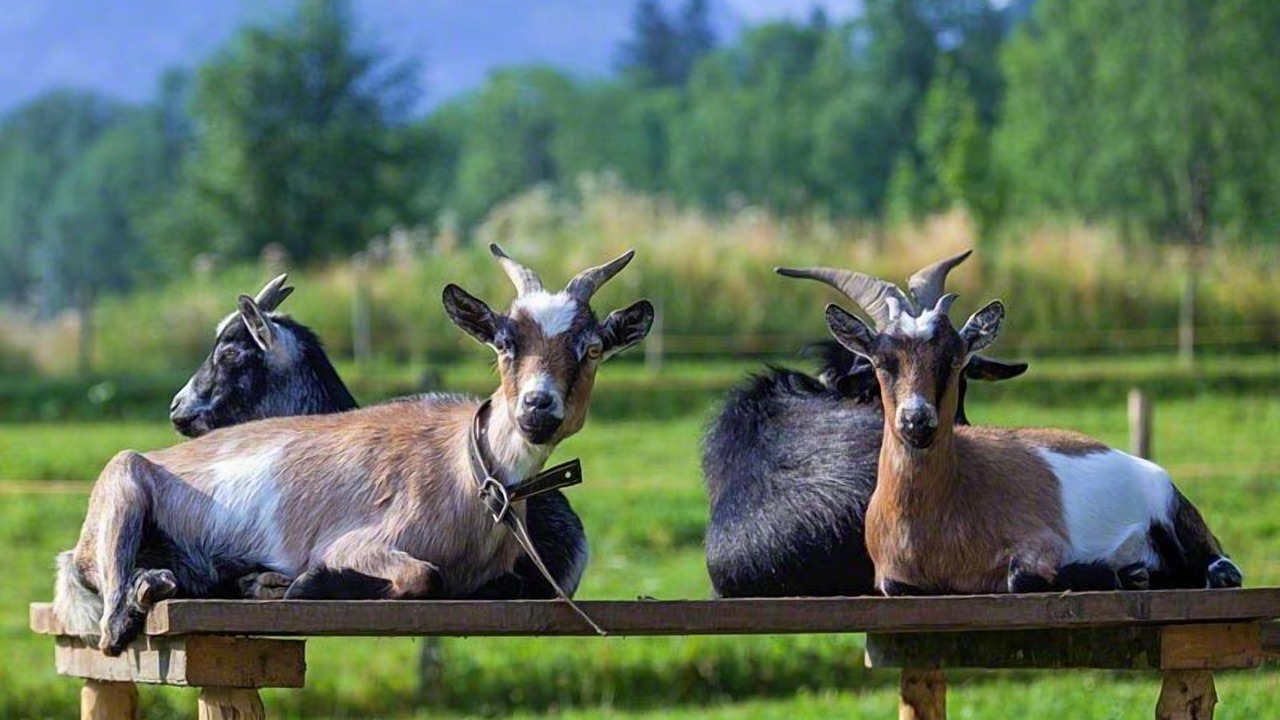 Photo of Others in Schoenau am Koenigssee