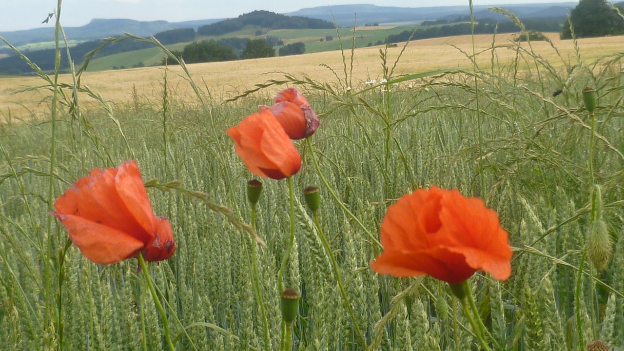 Photo of Outdoor in Ehrenberg