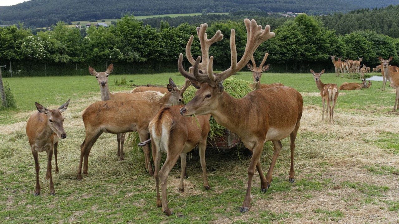 Photo of Outdoor in Gutenland