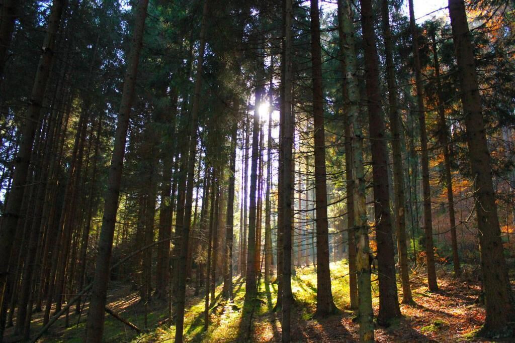 Photo of Outdoor in Grafenau