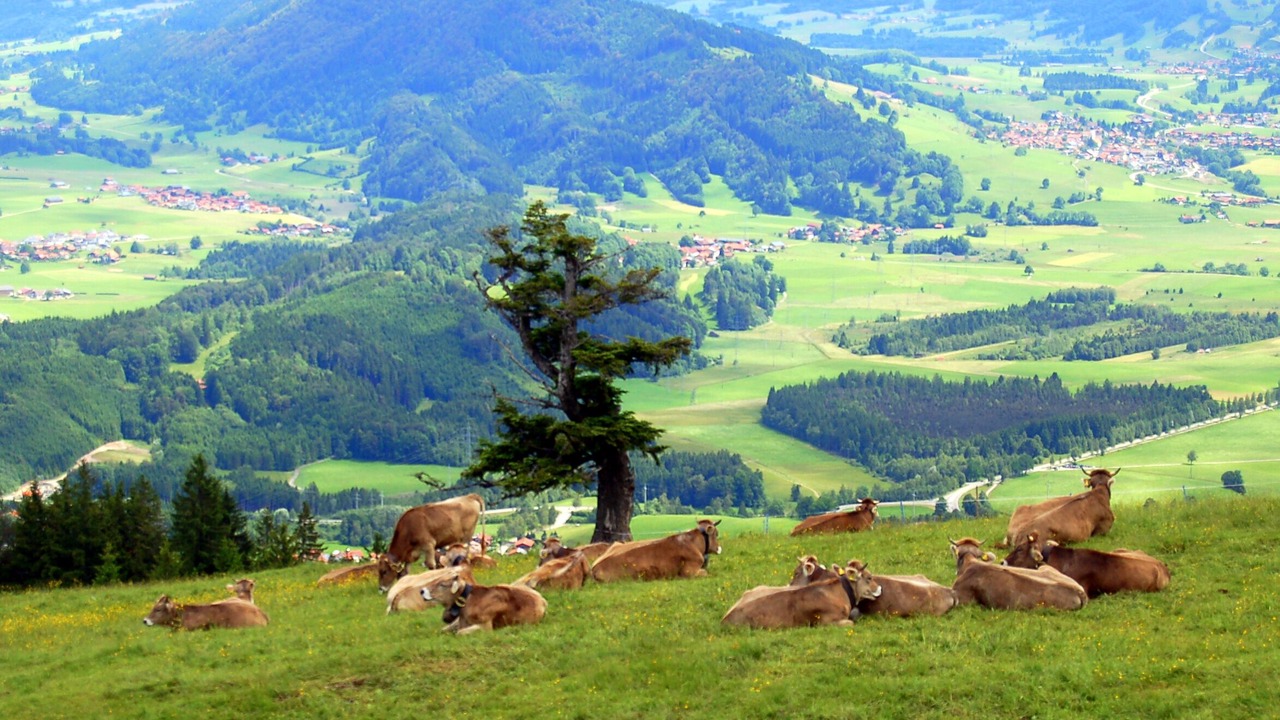 Photo of Outdoor in Steibis