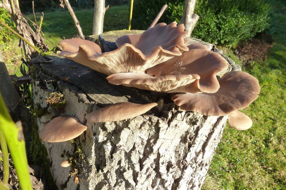 Photo of Outdoor in Kirchdorf im Wald